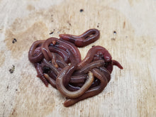 Load image into Gallery viewer, B2) Red Wiggler Compost Worms: 1/4 lbs Real Worm Weight (SHIPS WHEN TEMPS ABOVE 0°C)