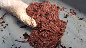 B4) Red Wiggler Compost Worms: 1 Pound (SHIPS WHEN TEMPS ABOVE 0°C)