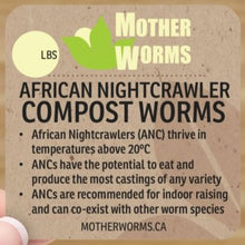 Load image into Gallery viewer, African Nightcrawlers Ontario