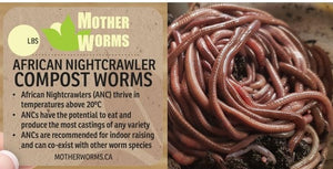K2) 1 Pound African Nightcrawler Compost and Fishing Worms (SHIPS WHEN NIGHT-TIME TEMPS ABOVE 10°C)