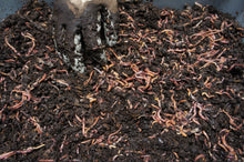Load image into Gallery viewer, Worm bin ontario