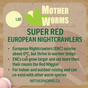 J6) 2000 European Nightcrawler Cocoons (SHIPS WHEN TEMPS ABOVE 0°C)