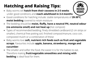 J5) 1000 European Nightcrawler Cocoons (SHIPS WHEN TEMPS ABOVE 0°C)