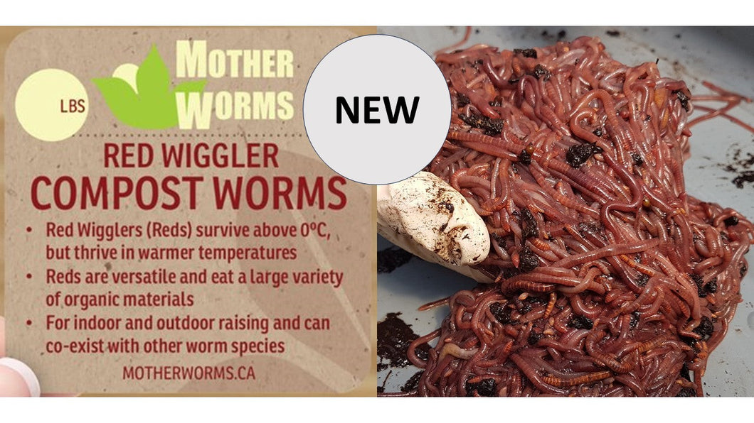 B6) NEW Young / Baby Red Wiggler Compost Worms: 500 Count (SHIPS WHEN TEMPS ABOVE 0°C)