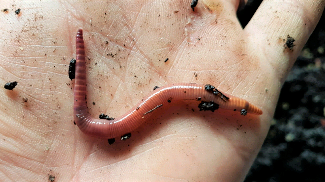 red wiggler compost worms canada