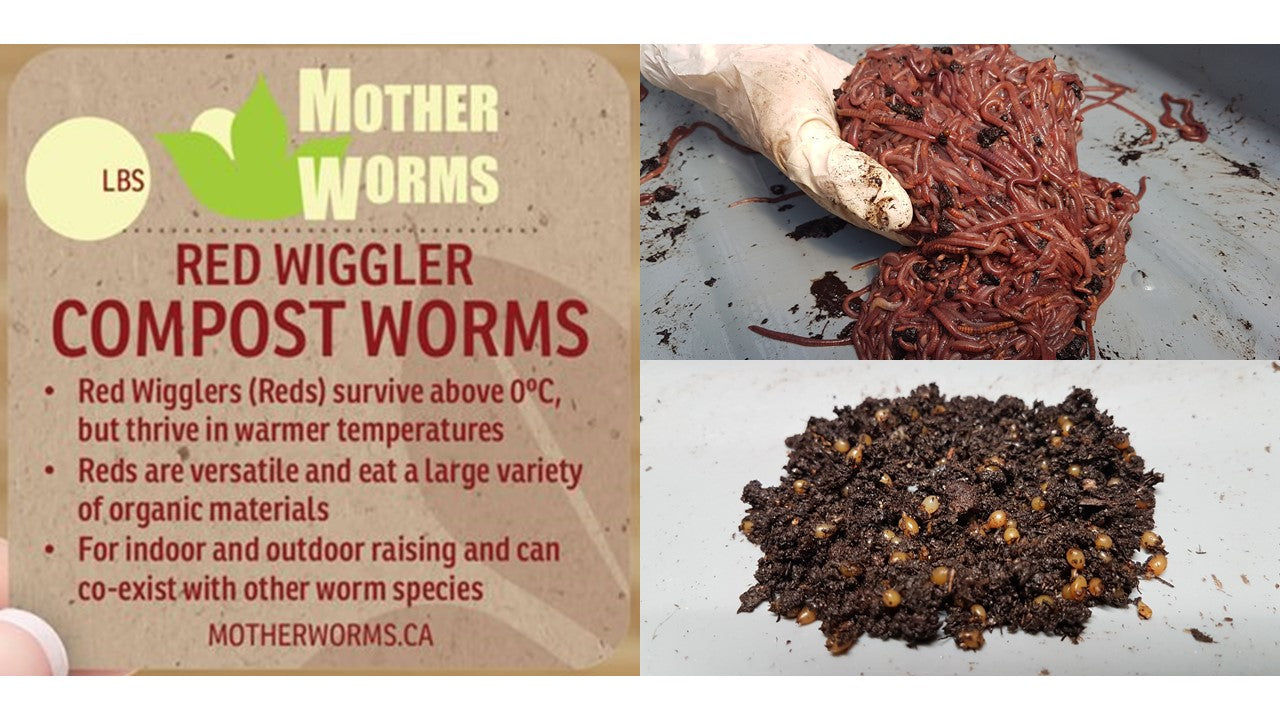 B2) Red Wiggler Compost Worms: 1/4 Pound (SHIPS WHEN TEMPS ABOVE 0°C) –  Mother Worms