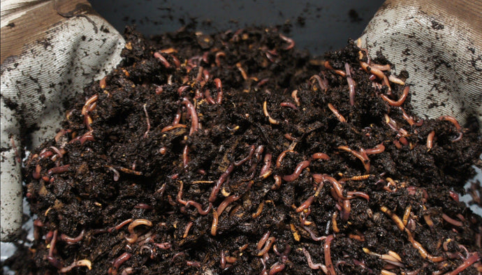 Compost Worm Bin Canada