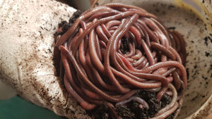 K2) 1 Pound African Nightcrawler Compost and Fishing Worms (SHIPS WHEN NIGHT-TIME TEMPS ABOVE 10°C)