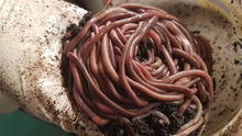 Load image into Gallery viewer, African Nightcrawler Compost Worms Canada
