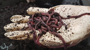 African Nightcrawlers Worms Canada