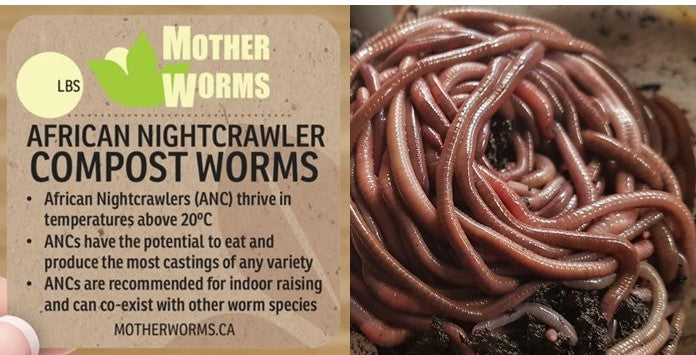 K2) 1 Pound African Nightcrawler Compost and Fishing Worms (SHIPS