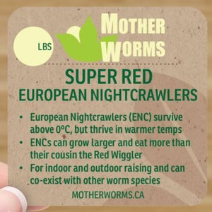 J4) 500 European Nightcrawler Cocoons (SHIPS WHEN TEMPS ABOVE 0°C)