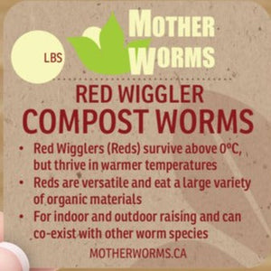 B2) Red Wiggler Compost Worms: 1/4 Pound (SHIPS WHEN TEMPS ABOVE 0°C)