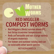 Load image into Gallery viewer, red compost worms canada
