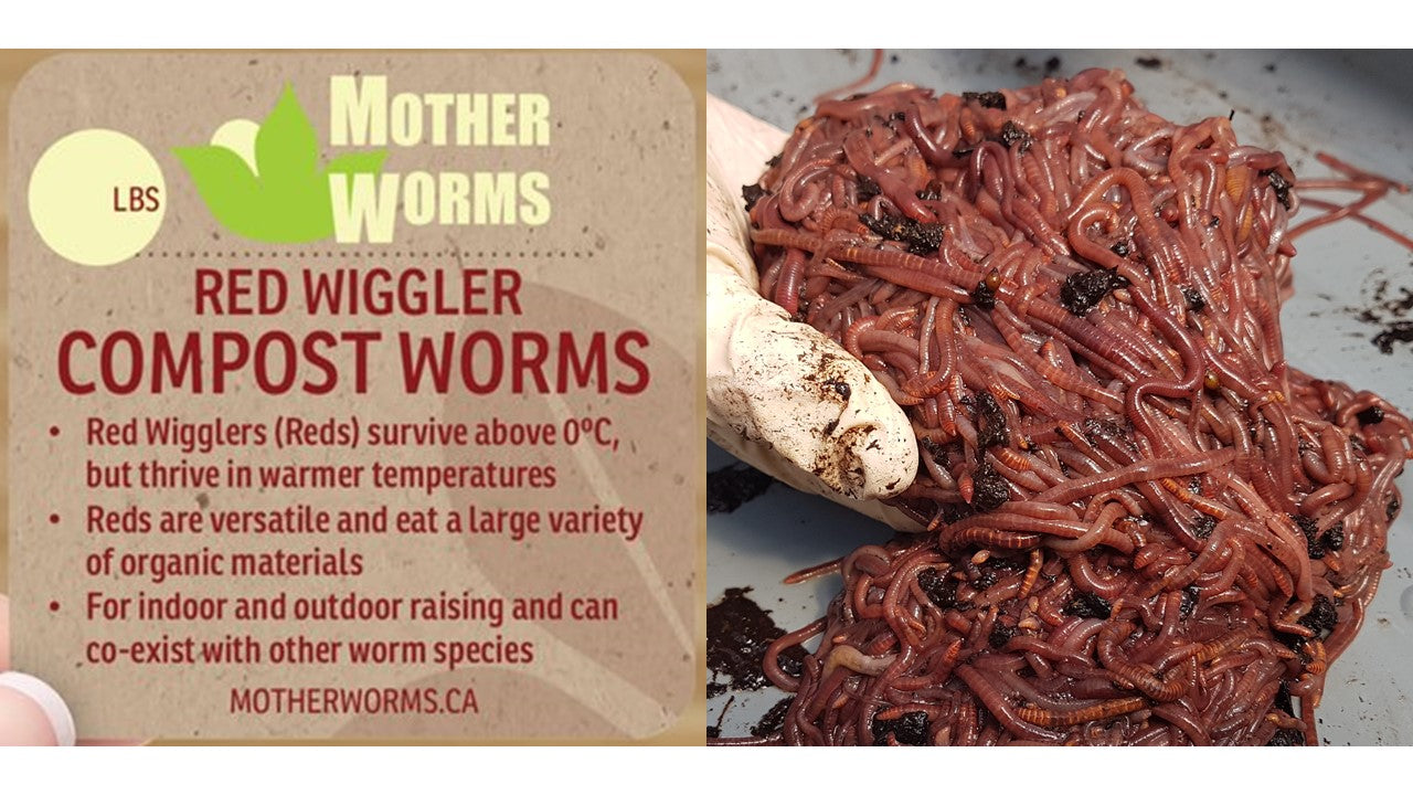 B3) Red Wiggler Compost Worms: 1/2 Pound (SHIPS WHEN TEMPS ABOVE 0°C) –  Mother Worms