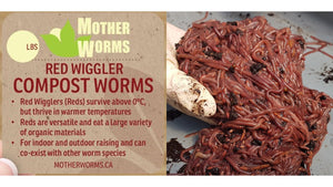 B5) 5 Lbs Red Wiggler (5-15 Business Days Fulfillment Time, SHIPS WHEN TEMPS ABOVE 0°C)