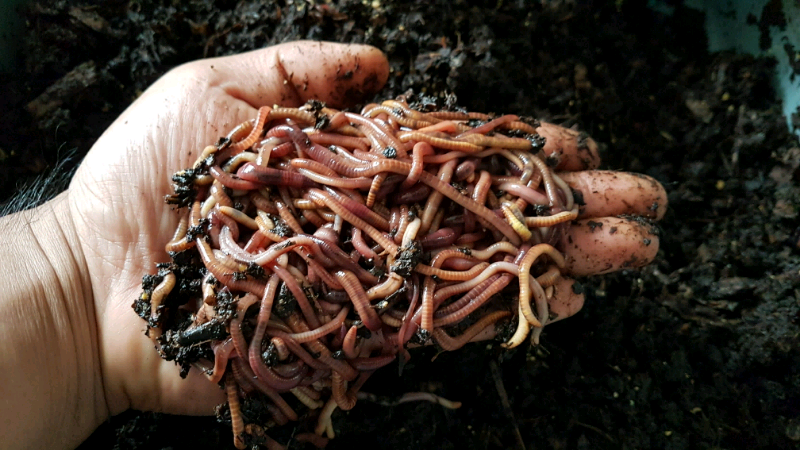 J1) 1/2 Pound European Nightcrawler Compost and Fishing Worms