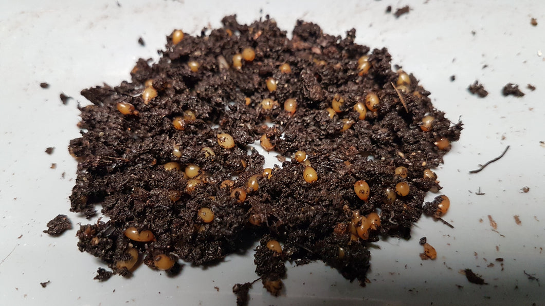 K3) 500 African Nightcrawler Cocoons (SHIPS WHEN NIGHT-TIME TEMPS ABOVE 10°C)