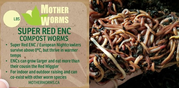 J1) 1/2 Pound European Nightcrawler Compost and Fishing Worms (SHIPS W –  Mother Worms